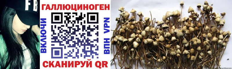 Купить закладки  Вязьма  Псилоцибиновые грибы GOLDEN TEACHER 
